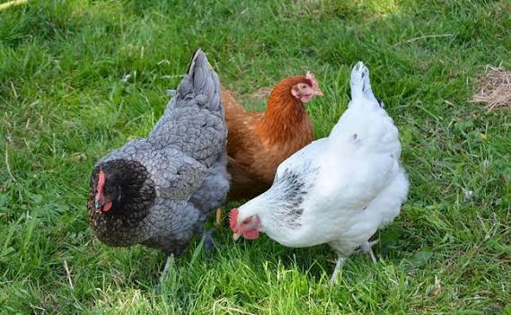 Lot de trois poules pondeuses